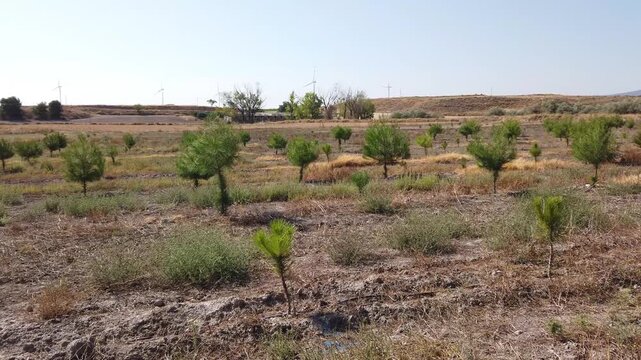 Plantation of conifer trees with young trees next to a plantation of fully grown conifers