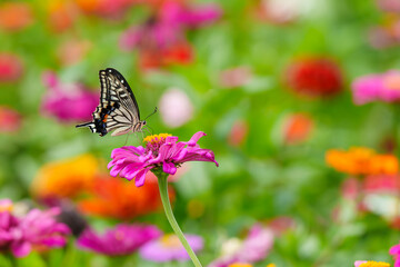 A close-up photo of a butterfly feeding on nectar from a red zinnia flower that bloomed in early summer.