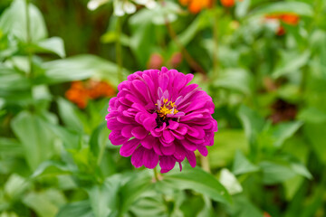 Obraz premium Close-up photo of purple zinnia flowers blooming in early summer.