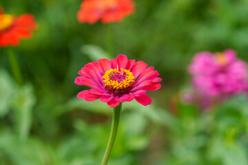 Close-up photo of red zinnia flowers blooming in early summer.
