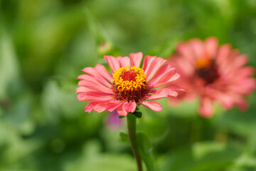 Obraz premium Close-up photo of red zinnia flowers blooming in early summer.