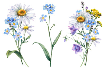 Set of bouquets of wildflowers. Hand-painted watercolor botanical illustration. A bouquet of meadow flowers with forget-me-not, cornflowers, tansy, chamomile and bluebells on an isolated background.
