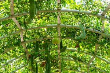 Close-up of Loofah and cucurbit growing green in early summer.