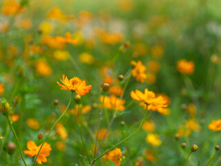 Close-up photo of orange yellow cosmos flowers blooming in summer