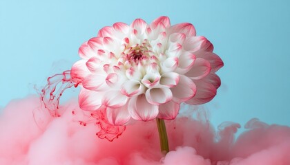 Vibrant White and Pink Dahlia Flower with Diffusing Red Ink on Blue Background