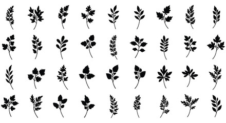 Collection of delicate fern leaves arranged in a simple grid pattern