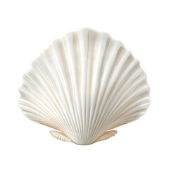 White scallop seashell with subtle, elegant patterns and smooth ridges, emphasizing the simplicity and natural beauty of marine life. isolated on a white background