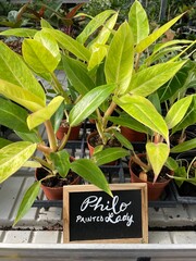 philodendron painted lady plant © Aleah