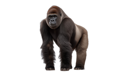 Powerful male gorilla standing with muscular physique