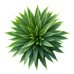 xerophyte isolated on a white background
