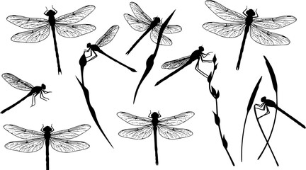 dragonfly icon vector silhouette, dragonfly vector illustration
