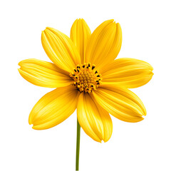 yellow flower isolated on a white background