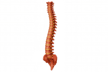Human spine anatomy showing vertebrae and intervertebral discs, medical skeletal system on transparent background