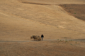 a worker in the hay field with a mule in Morocco © Hafiz