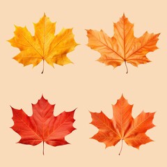 Obraz premium Autumn maple leaf design element set