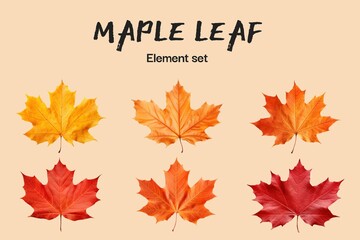 Autumn maple leaf design element set