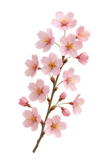 Naklejka premium Pink Blossom Branch High quality Realistic image