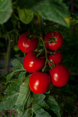 Ripe tomatoes on the branches of a tomato tree for publication, banner, cover, website.