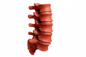 Lumbar spine section with individual vertebrae and discs, rendering human back anatomy and skeletal health for medical concepts