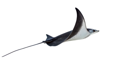 eagle ray glides,isolated on white background.