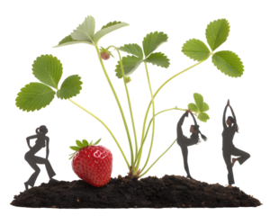 Healthy strawberry plant with vibrant leaves grows strong alongside silhouette figures practicing yoga and fitness,isolated on white background.