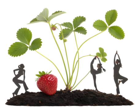 Healthy strawberry plant with vibrant leaves grows strong alongside silhouette figures practicing yoga and fitness,isolated on white background.