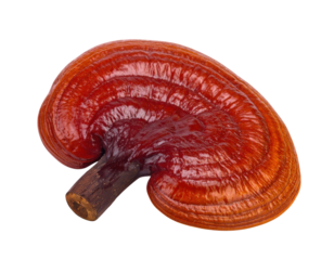 A vibrant, reddish-brown mushroom with a curved shape and a sturdy stem, showcasing intricate texture and natural sheen.