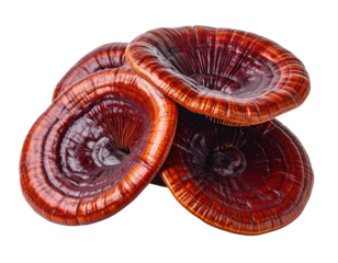 A cluster of glossy, red-brown mushrooms featuring distinctive, wavy caps and intricate gills.