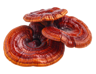 Three vibrant, reddish-brown mushrooms with intricate, wavy caps, showcasing unique textures and patterns.