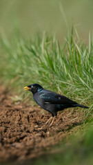 Obraz premium A vibrant european starling with iridescent plumage foraging on the ground amidst green foliage and dry leaves