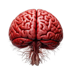 Illustration of isolated low brain on a white background.