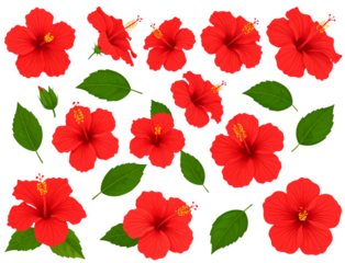 set of tropical red hibiscus flowers isolated on white background