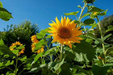 Blooming sunflowers near a house in the city, close-up, shining in the bright sun.