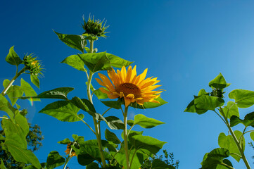 Blooming sunflowers near a house in the city, close-up, shining in the bright sun.