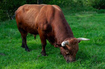 Dark brown bull with horns in a free field. Cattle grazing in the countryside of the mountains.