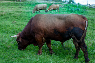 Dark brown bull with horns in a free field. Cattle grazing in the countryside of the mountains.
