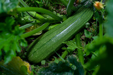 Pumpkin Lunga Pien in the garden among the greenery