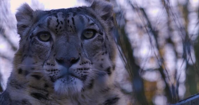 Very close up head of a snow leopard looking around on a cloudy autumn day.