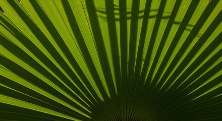 Obraz premium Closeup of a green palm frond with radiating lines and shadows