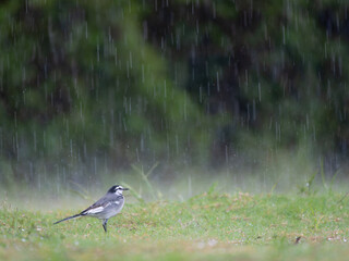 大雨の中のハクセキレイ