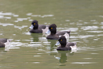 3羽のキンクロハジロ