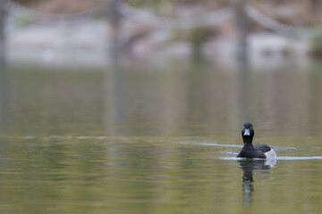 こちらを見るキンクロハジロ