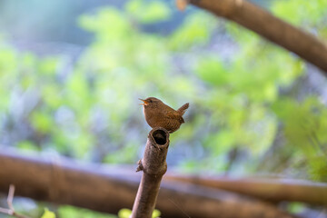 竹の上で鳴くミソサザイ