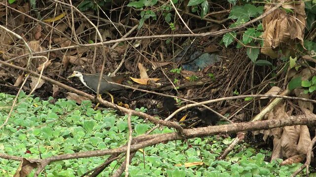 Indian waterhen with babies. White-breasted waterhen (Amaurornis phoenicurus) is a waterbird of the rail and crake family, Rallidae, that is widely distributed across South and Southeast Asia. 