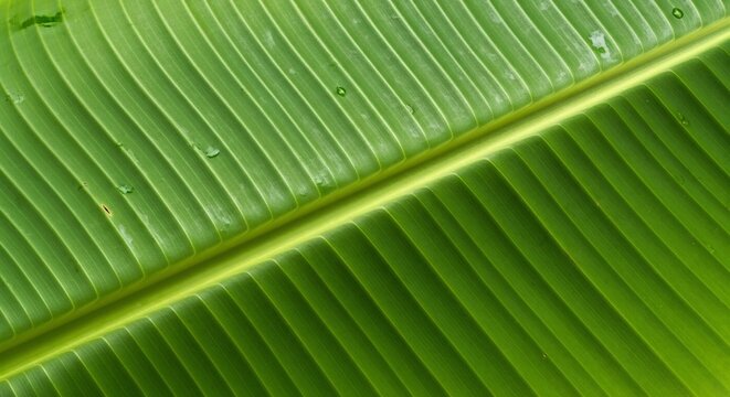 Closeup of a vibrant green banana leaf with prominent parallel veins
