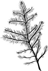 Fir branch isolated vector illustration