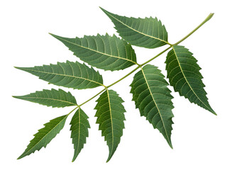 Neem leaf branch, isolated on white background