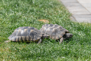 Testudo Marginata Breitrandschildkroete im Freilauf bei Paarung Vermehrung als Paar durch Reiten Aufstieg Turtle
