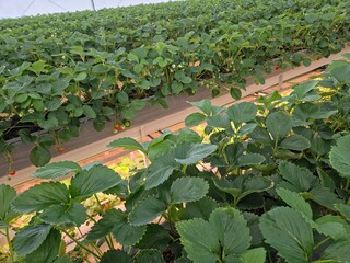 High-angle view of an indoor greenhouse with parallel rows of tiered strawberry plants, dense green...