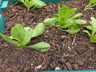 several young Romaine lettuce seedlings or similar leafy greens planted in a teal plastic crate.